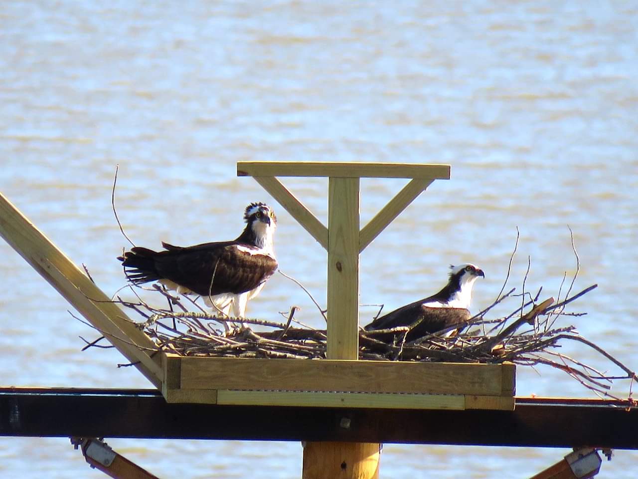 Osprey Nest - Live Cam