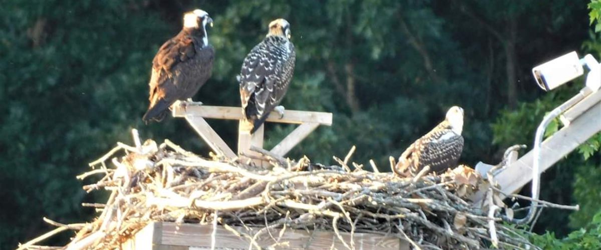 OSPREY NEST LIVE CAM